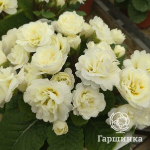 

Примула Беларина Ванилла