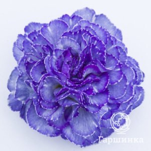 

Примула Кристалл Фонтейн полиантовая