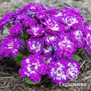 

Примула Беларина Пурпл Даун