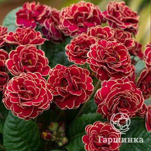 

Примула Тач оф Голд полиантовая