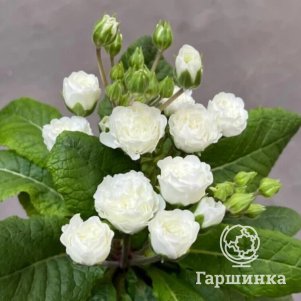 

Примула Фрост Вайт полиантовая