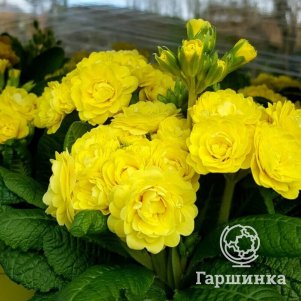 

Примула Фреш Лемон полиантовая