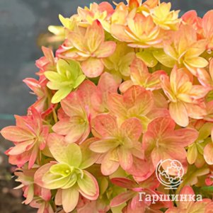 

Гортензия Мечта Лесково