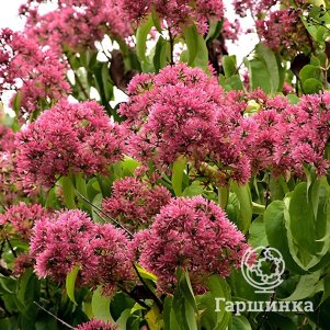 

Гептакодиум микониевидный