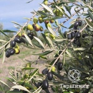 

Олива Сипрессино