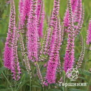 

Вероника длиннолистная Роника Фуксия