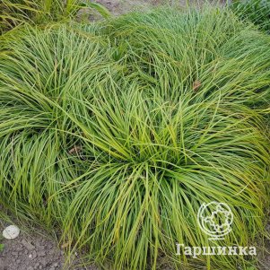 Осока Битлз гвоздичная