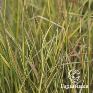 

Вейник Ингланд