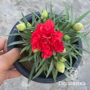 

Гвоздика Лиллипот Скарлет садовая