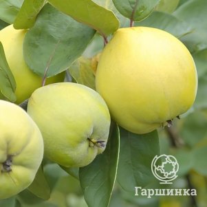 

Айва Нижегородская