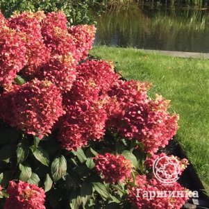 Гортензия Пинкачу метельчатая