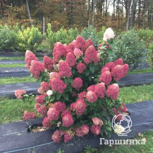 Гортензия Квик Файр Фаб метельчатая