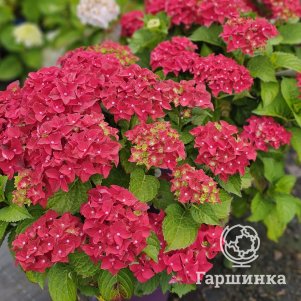 

Гортензия Форевер Энд Эве Ред крупнолистная ремонтантная