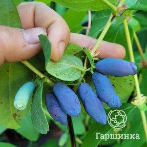 

Жимолость Блю Банана