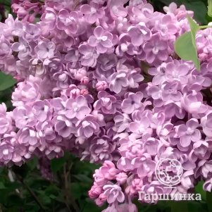 Сирень Катюша