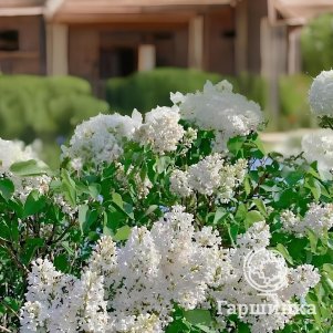 Сирень Русский Север