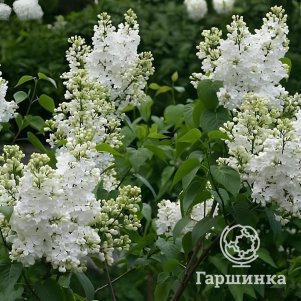 

Сирень Татьяна Полякова