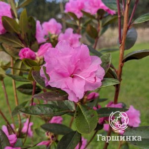 

Рододендрон П.Д.М Стаккато даурский гибридный