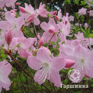 

Рододендрон Шлиппенбаха