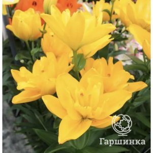 Лилия Беверли Голд ЛА-гибрид  желтая