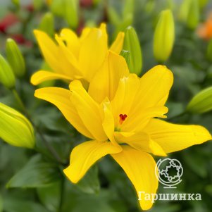 Лилия Авалон Кокпит ЛА-гибрид желтая