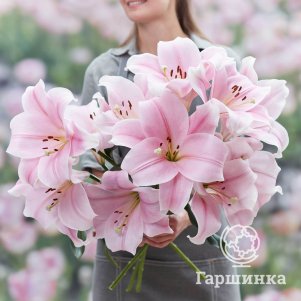 

Лилия Кали ЛА-гибрид светло-розовая