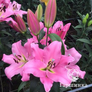 

Лилия Грейсфул ОТ-гибрид розовая