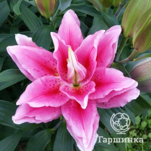 

Лилия Роузлили Виола восточная махровая розовая