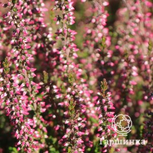 

Вереск Энджи