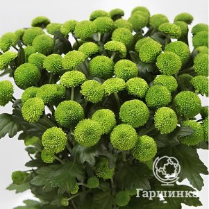 

Хризантема Филинг Грин