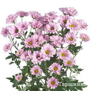 

Хризантема Бакарди Пинк