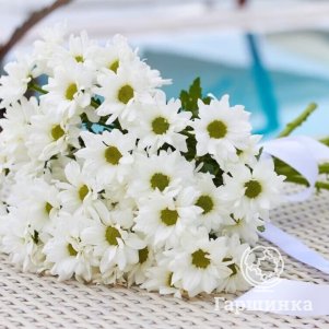 

Хризантема Бакарди белая