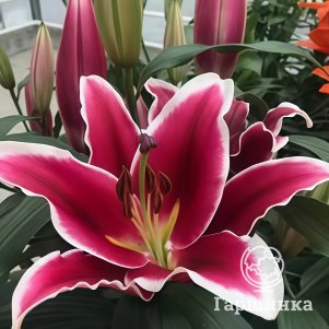 

Лилия Квик ОТ-гибрид красная