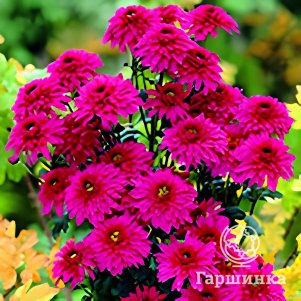 Хризантема Беппи Супер