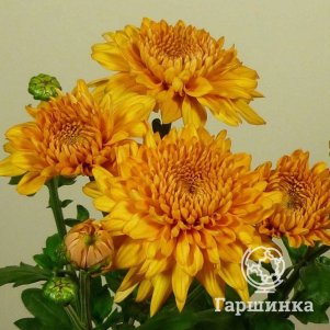 

Хризантема Гомпи Бронз