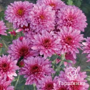 Хризантема Гомпи Пурпл