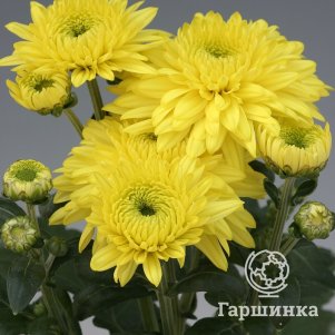 Хризантема Гомпи Еллоу