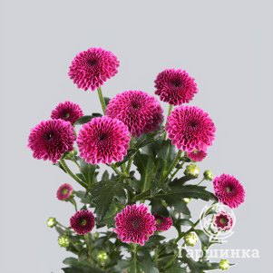 

Хризантема Калимера Дак Пинк