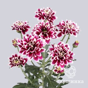 Хризантема Аметист