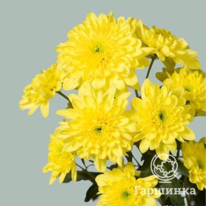 

Хризантема Балтика желтая