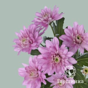 

Хризантема Балтика розовая