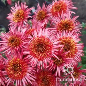 

Хризантема Зиркова Принцесса