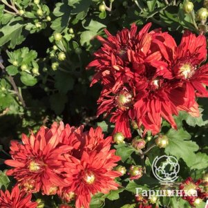 

Хризантема Липстик