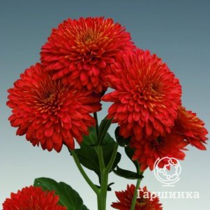 

Хризантема Майола