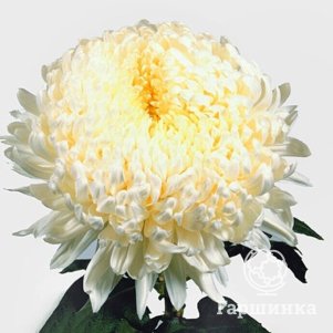 

Хризантема Фред