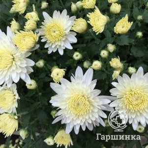 

Хризантема Элен Вайт