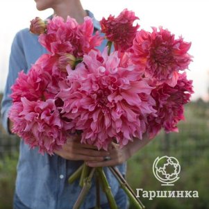 

Георгина Айлендер (МАКСИ) декоративная