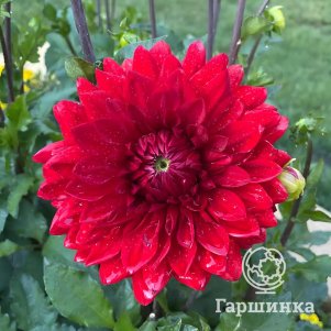 

Георгина Гарден Вондер декоративная