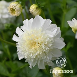 

Георгина Захра декоративная