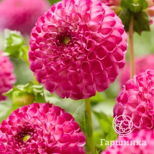 

Георгина Зиппети Ду Да шаровидная